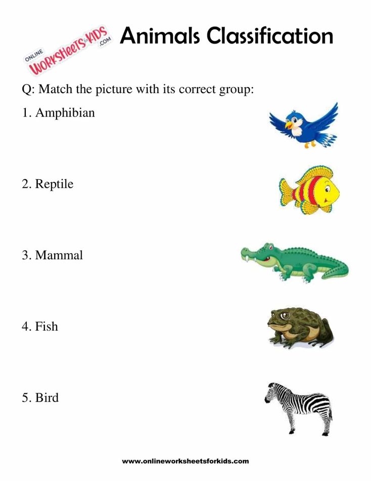 Animals Classification Worksheet For 1st Grade 1