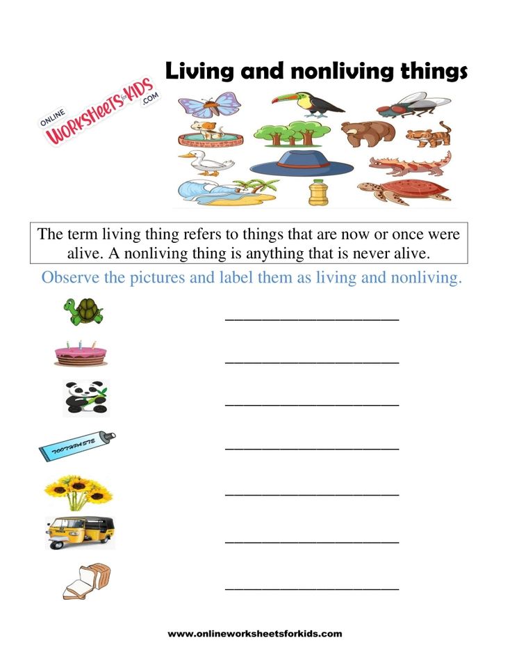 Living And Non Living Things Worksheets 5