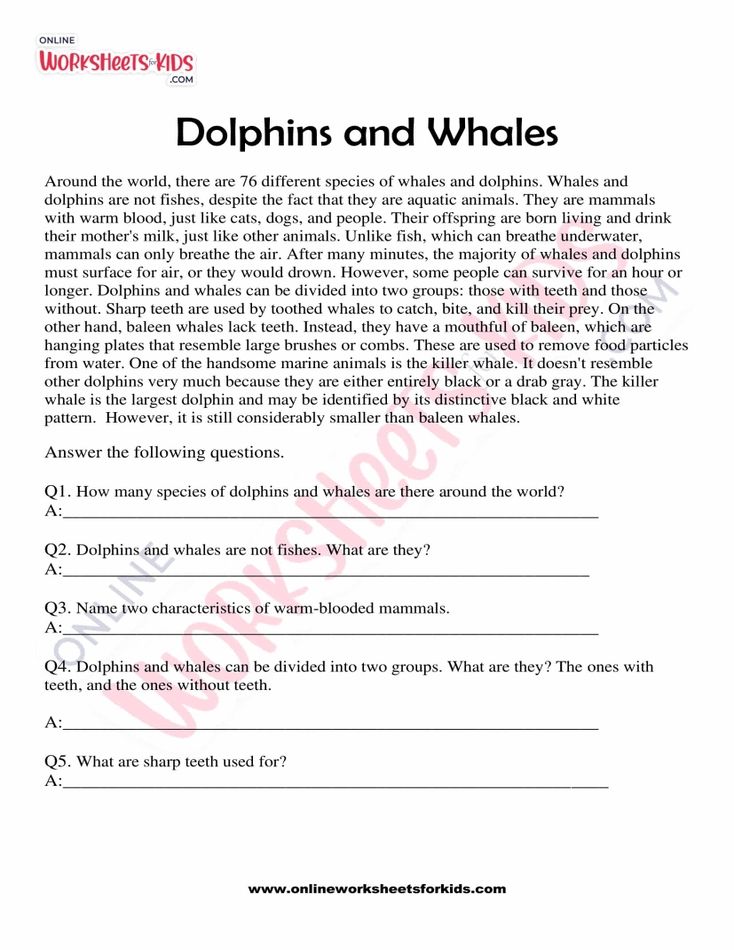 Dolphins and Whales