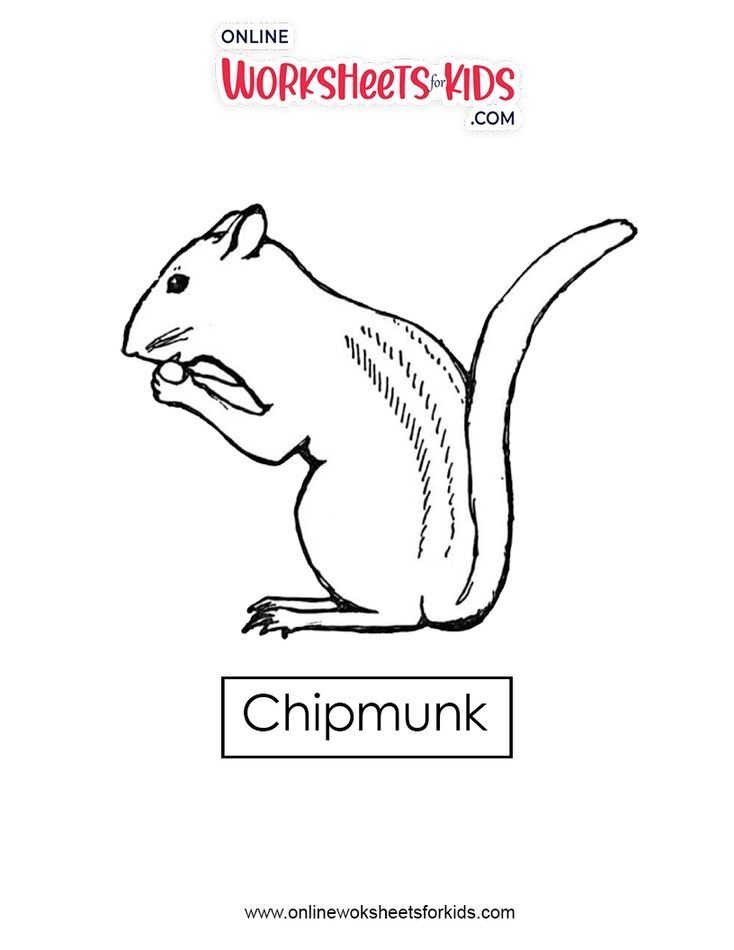 Chipmunk