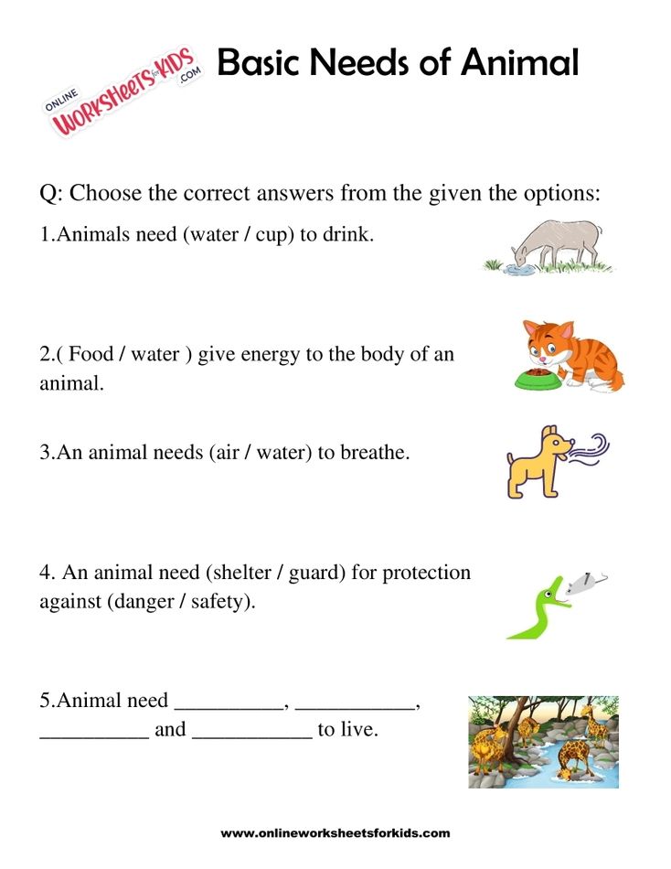 Basic Needs of Animal Worksheet for grade 1-10