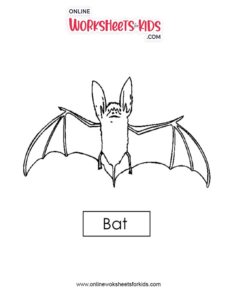 Bat