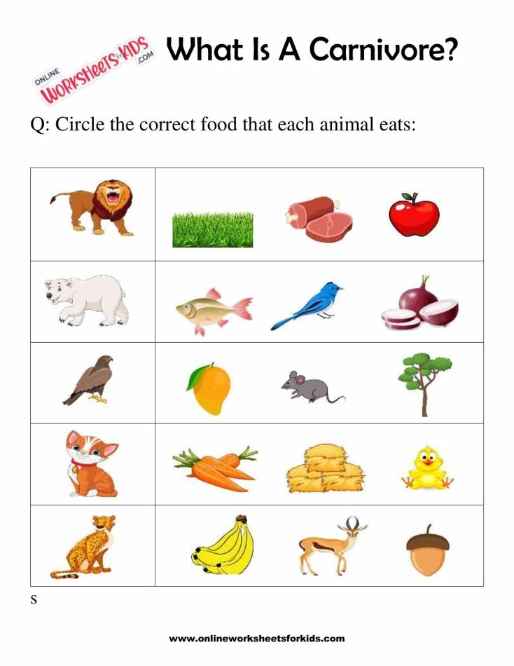 What Is A Carnivore Worksheets For 1st Grade 1