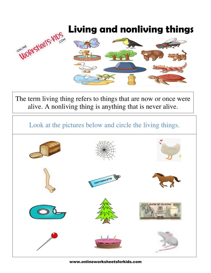 Living And Non Living Things Worksheets 7