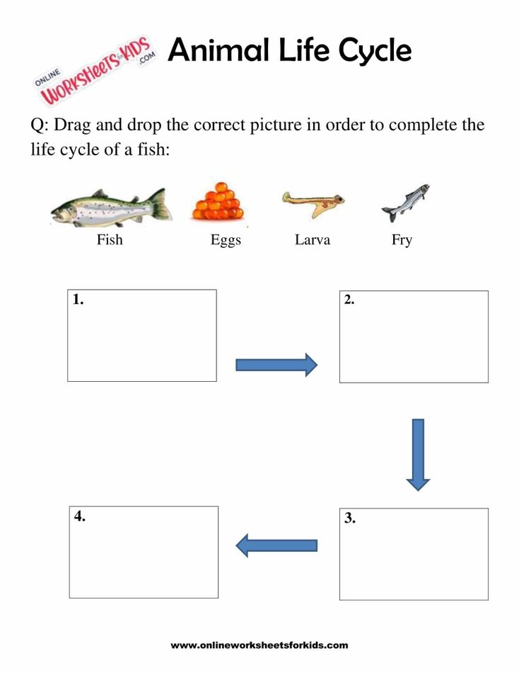 Animal Life Cycle Worksheets For 1st Grade 9