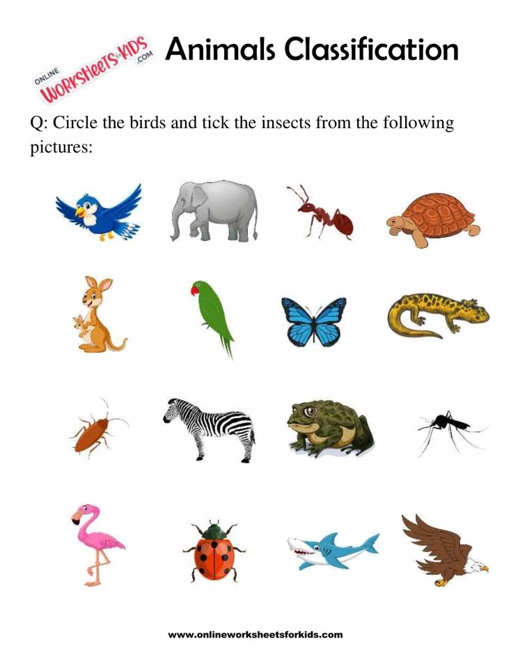 Animals Classification Worksheet For 1st Grade 7