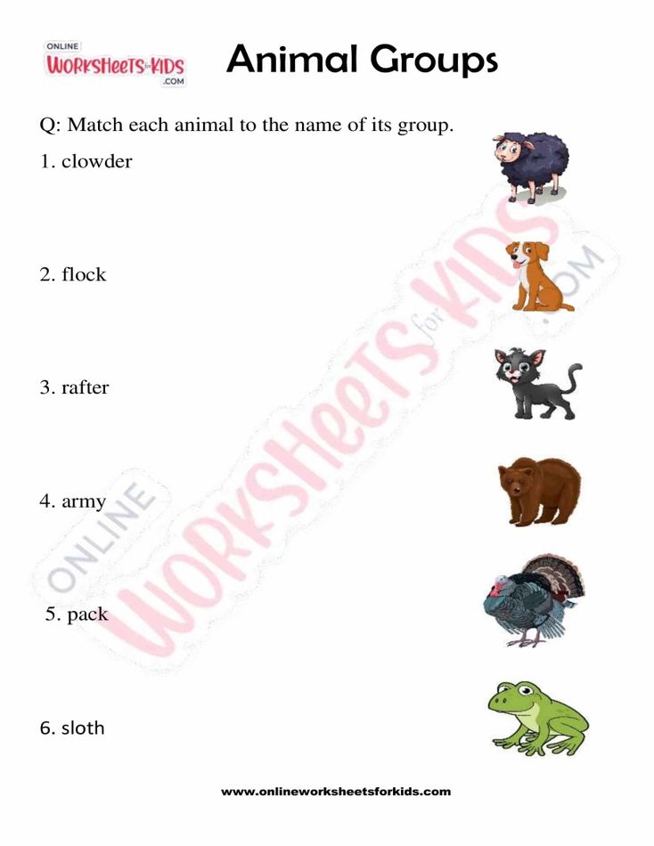 Animal Groups 02