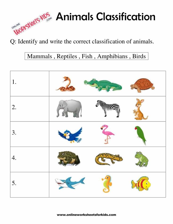 Animals Classification Worksheet For 1st Grade 4