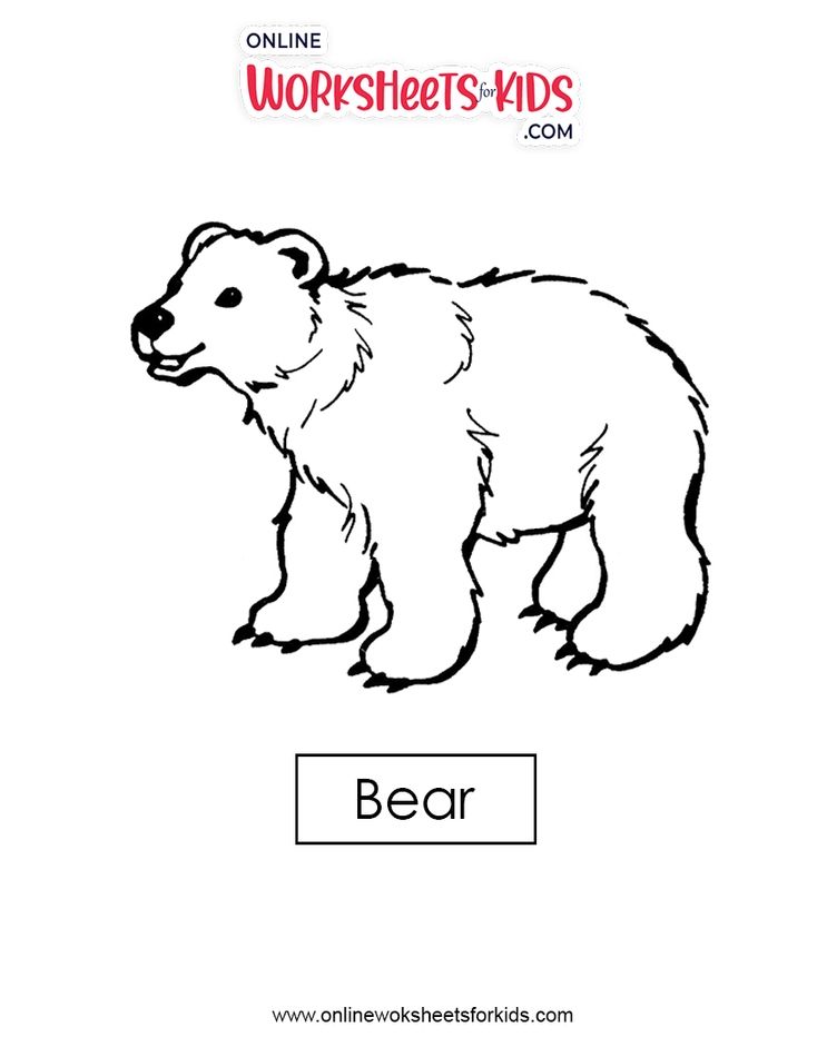 Bear