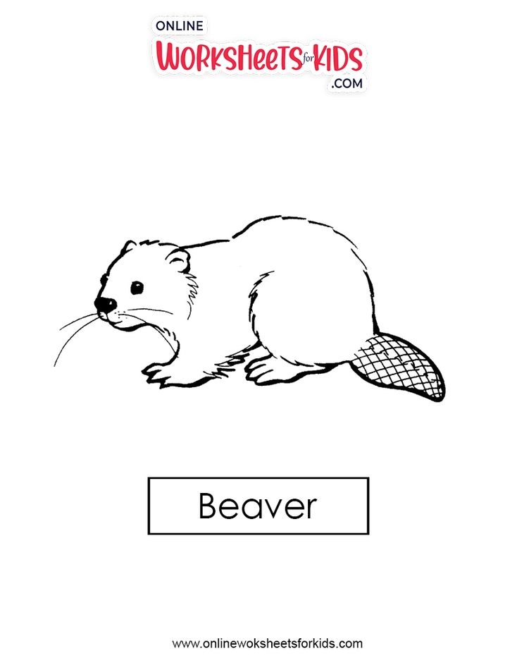 Beaver