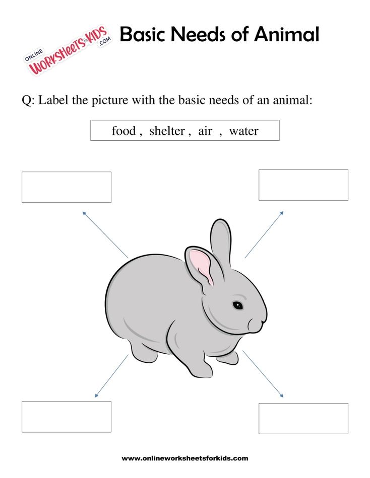 Basic Needs of Animal Worksheet for grade 1-9