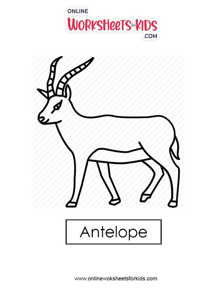 Antelope