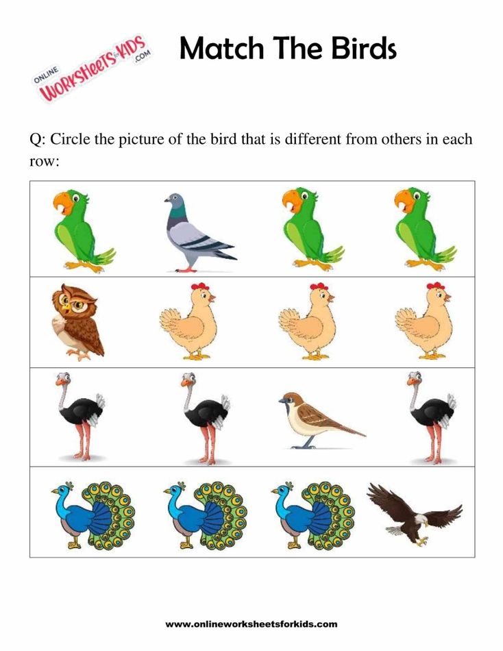 Match The Birds 5