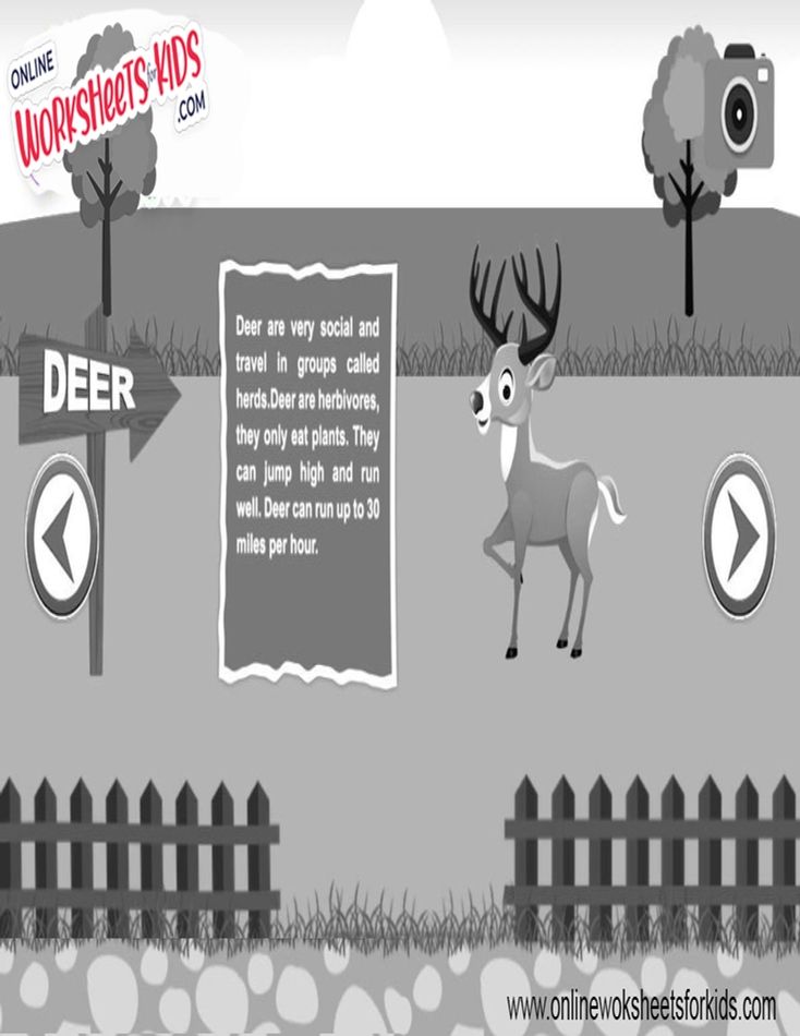 Deer