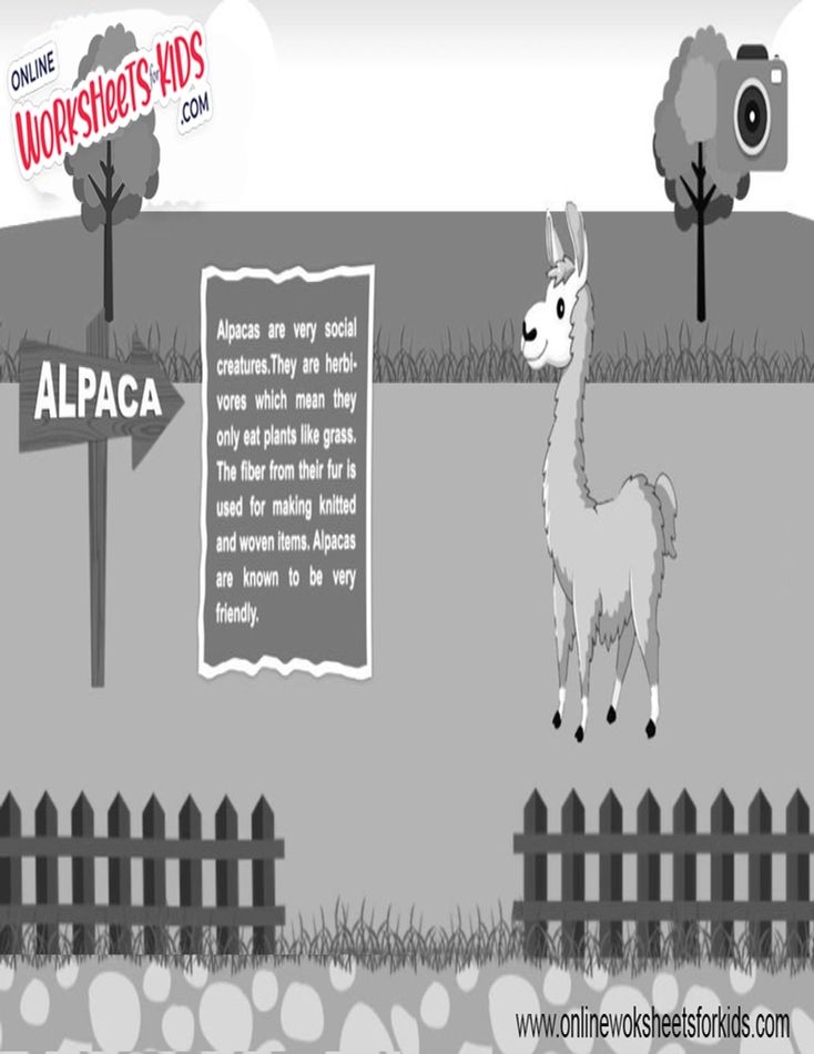 Alpaca