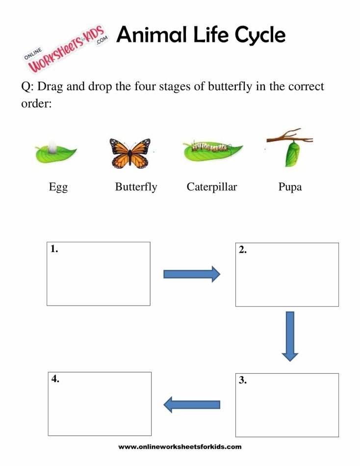 Animal Life Cycle Worksheets For 1st Grade 1