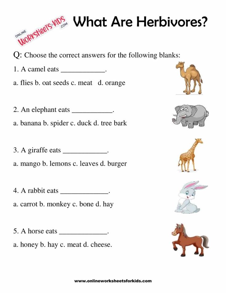 What Are Herbivores Worksheets For 1st Grade 8