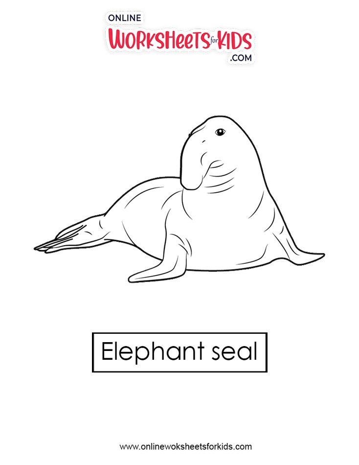 Elephant Seal