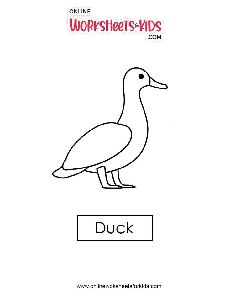 Duck