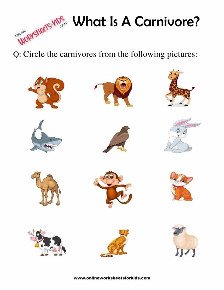 What Is A Carnivore Worksheets For 1st Grade 2