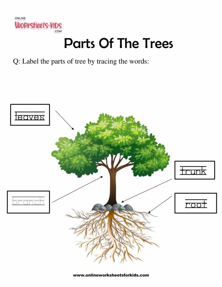 Parts Of The Plants 4