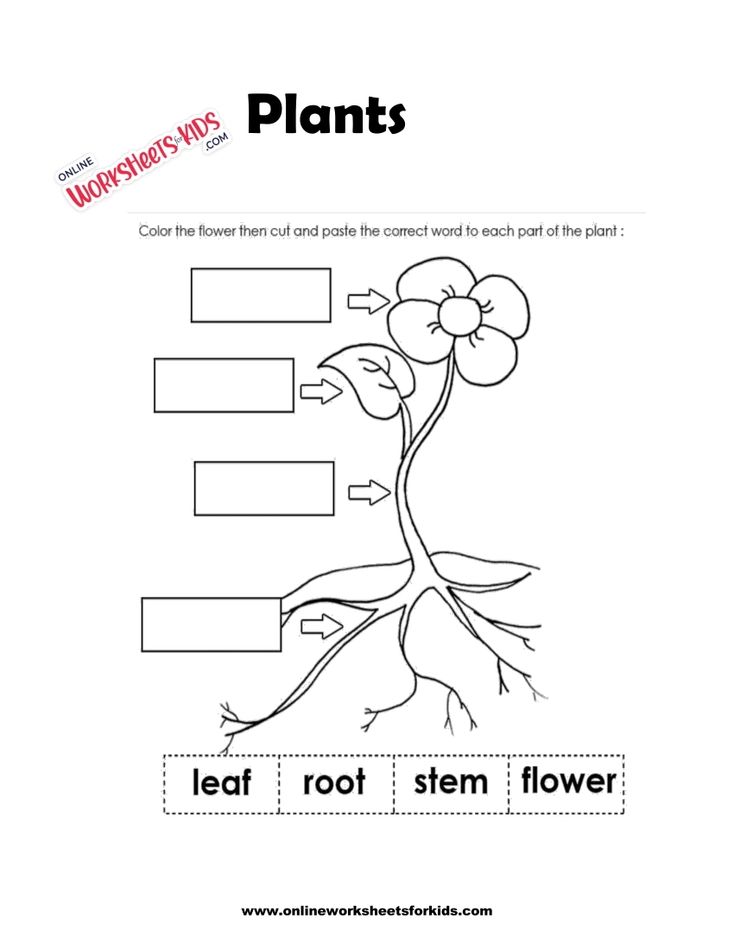 Plants Worksheets 1