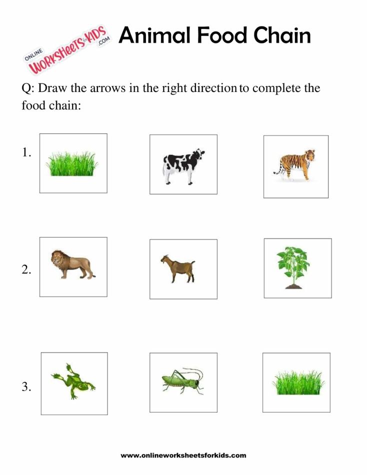 Animal Food Chain Worksheet For Grade 1-2