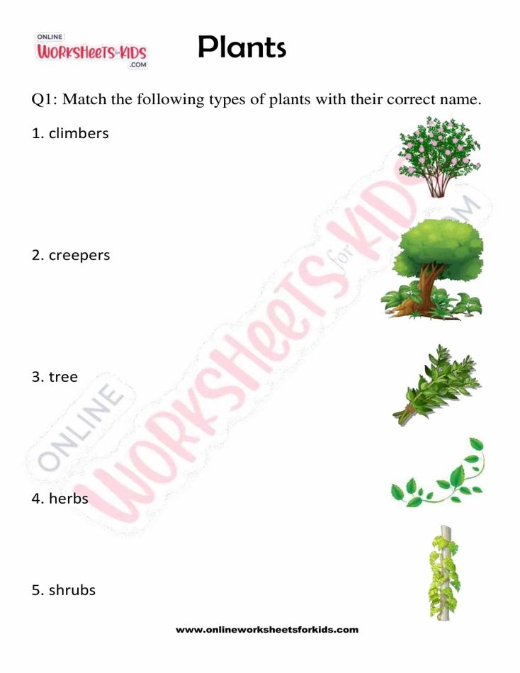 Plants 05