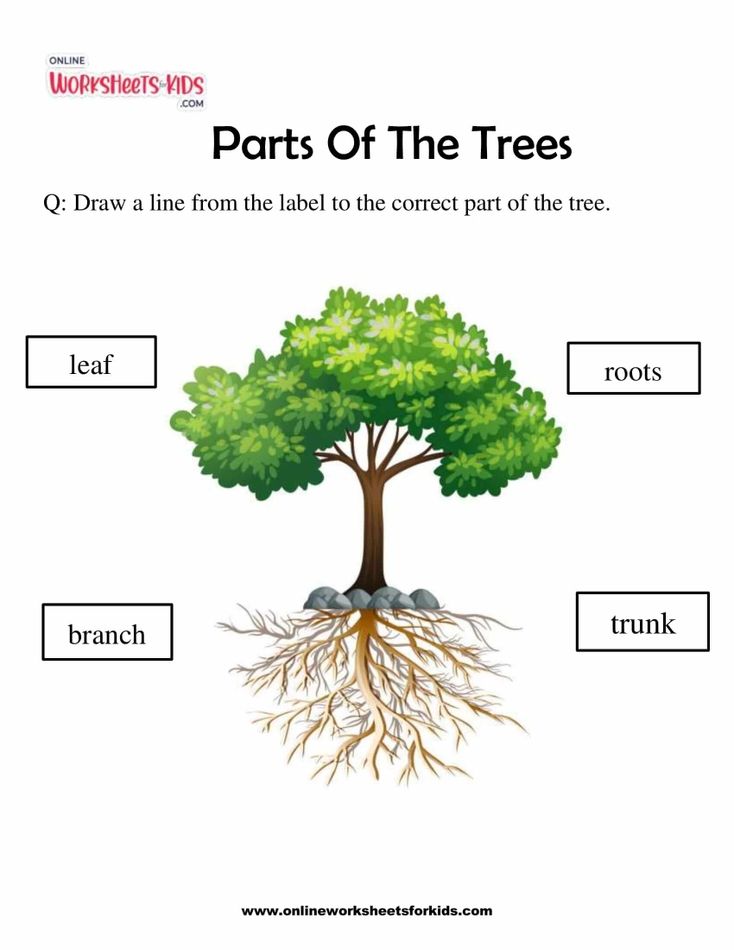 Parts Of The Plants 2