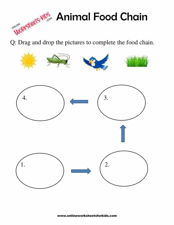 Animal Food Chain Worksheet For Grade 1-9