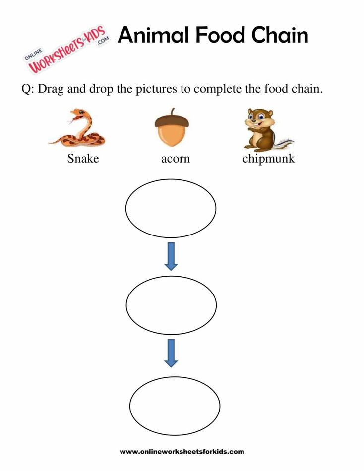 Animal Food Chain Worksheet For Grade 1-8