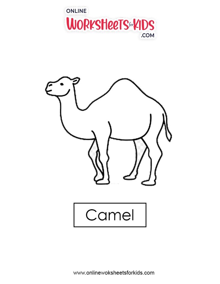 Camel