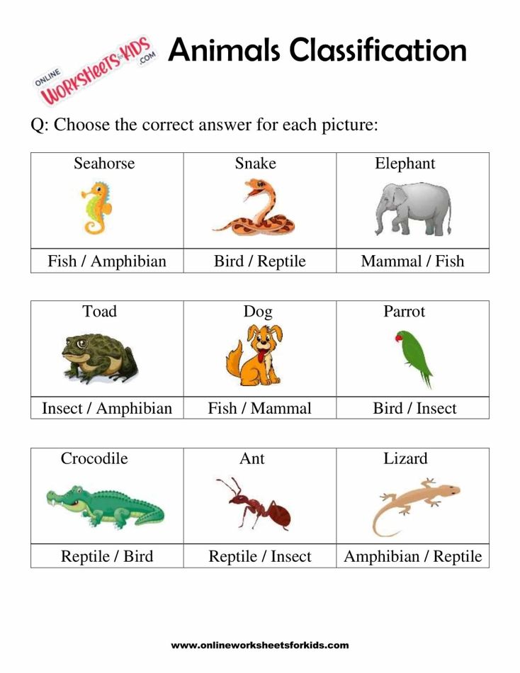 Animals Classification Worksheet For 1st Grade 5