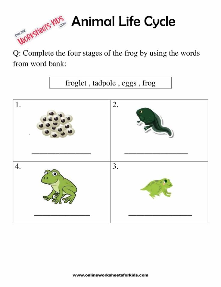 Animal Life Cycle Worksheets For 1st Grade 3