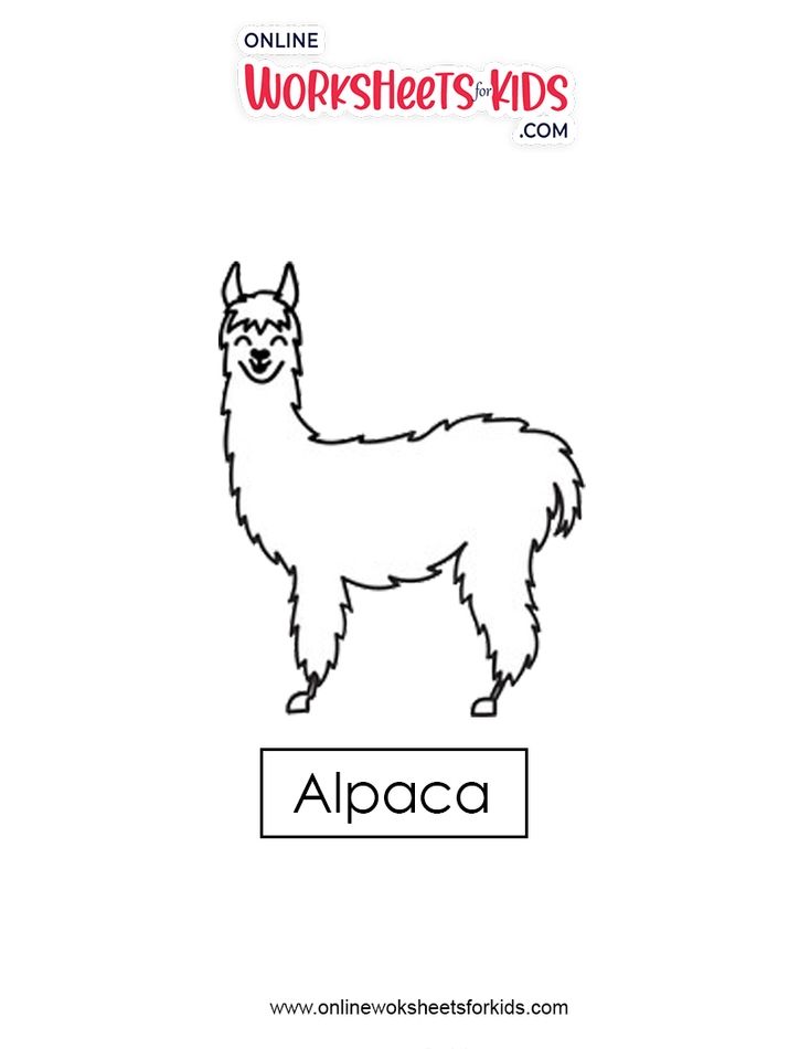 Alpaca