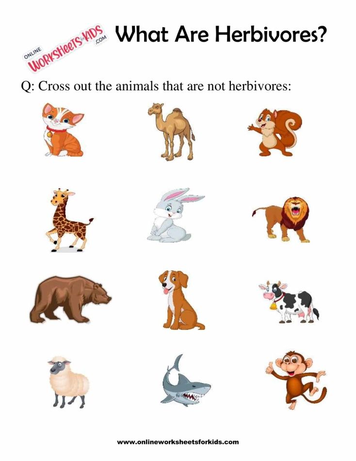 What Are Herbivores Worksheets For 1st Grade 5