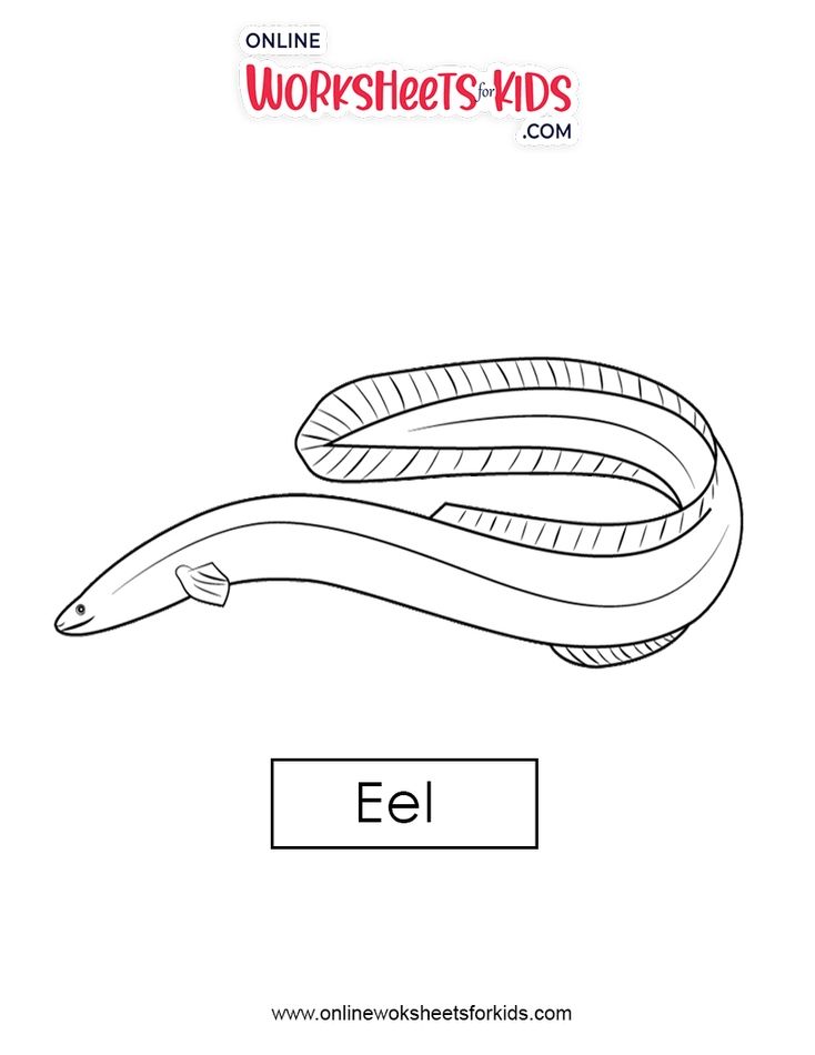 Eel