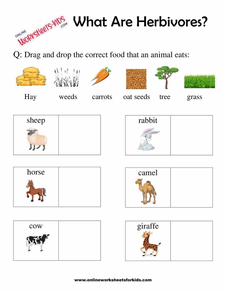 What Are Herbivores Worksheets For 1st Grade 4 