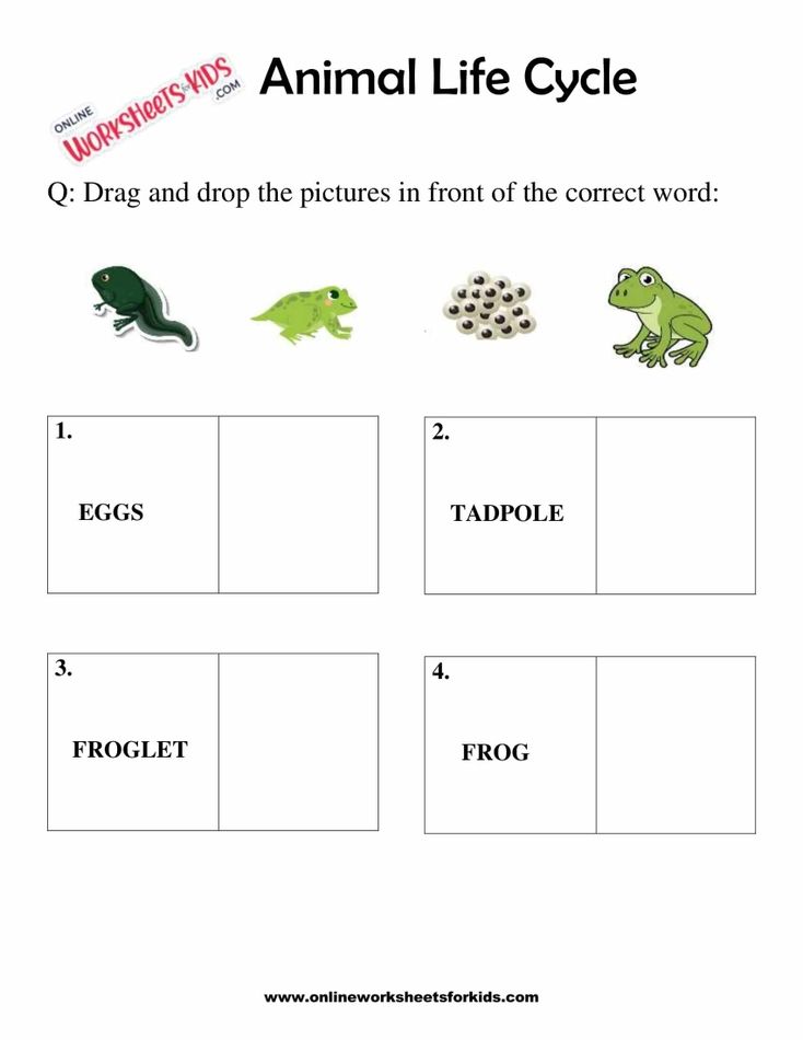 Animal Life Cycle Worksheets For 1st Grade 4