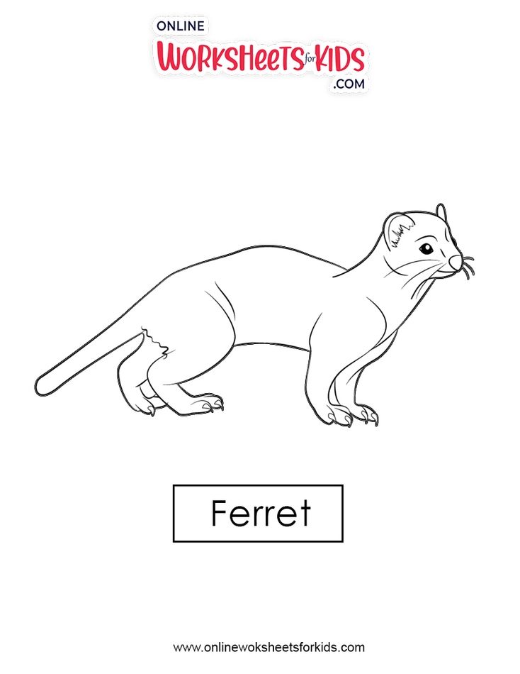 Ferret