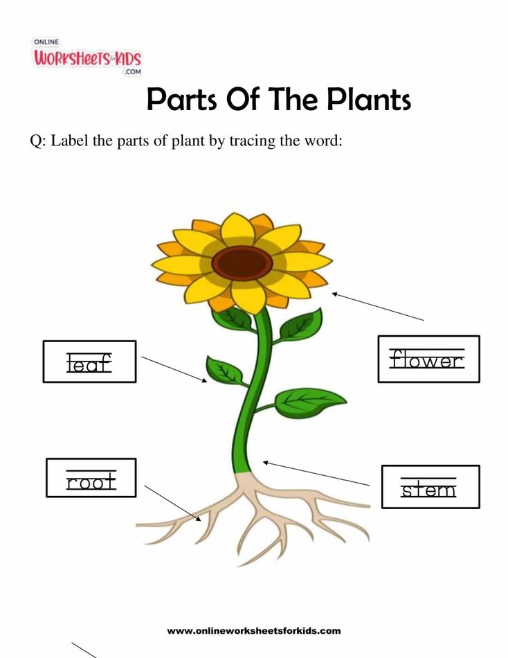 Parts Of The Plants 3