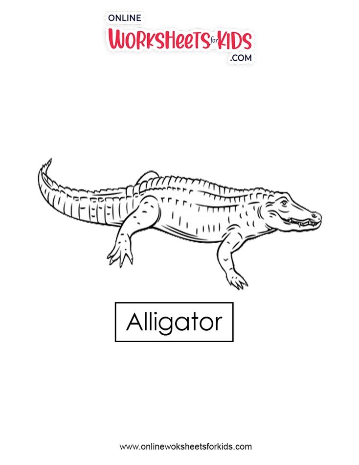 Alligator