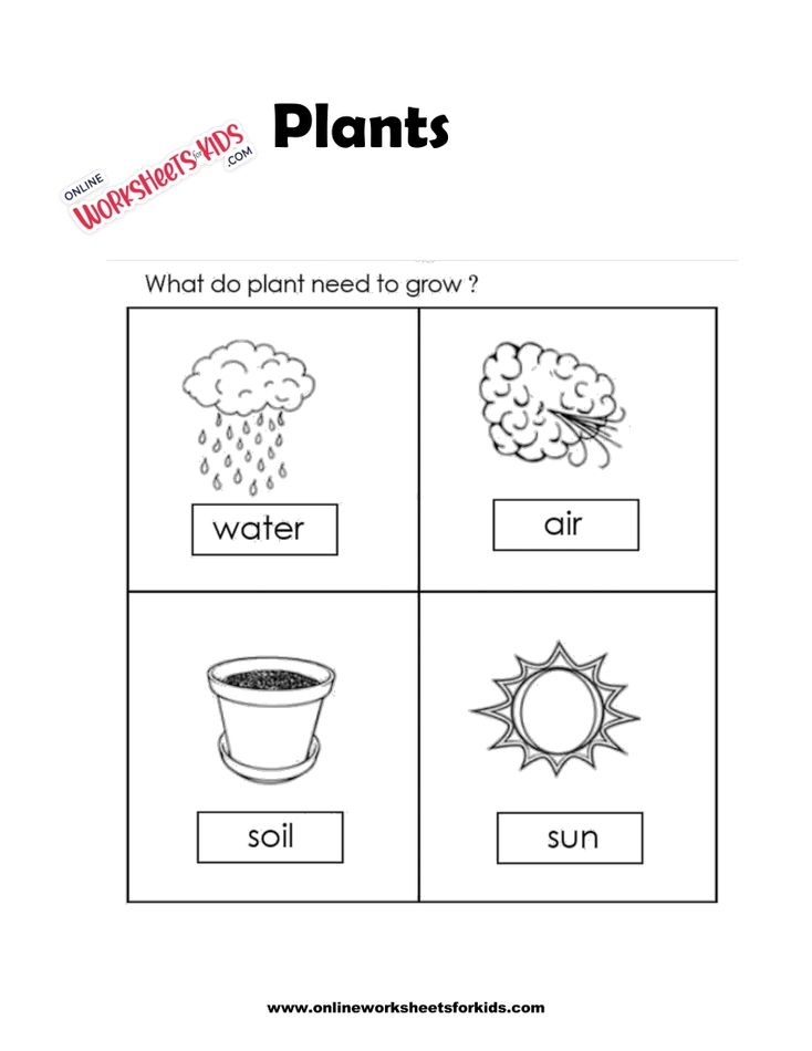 Plants Worksheets 4