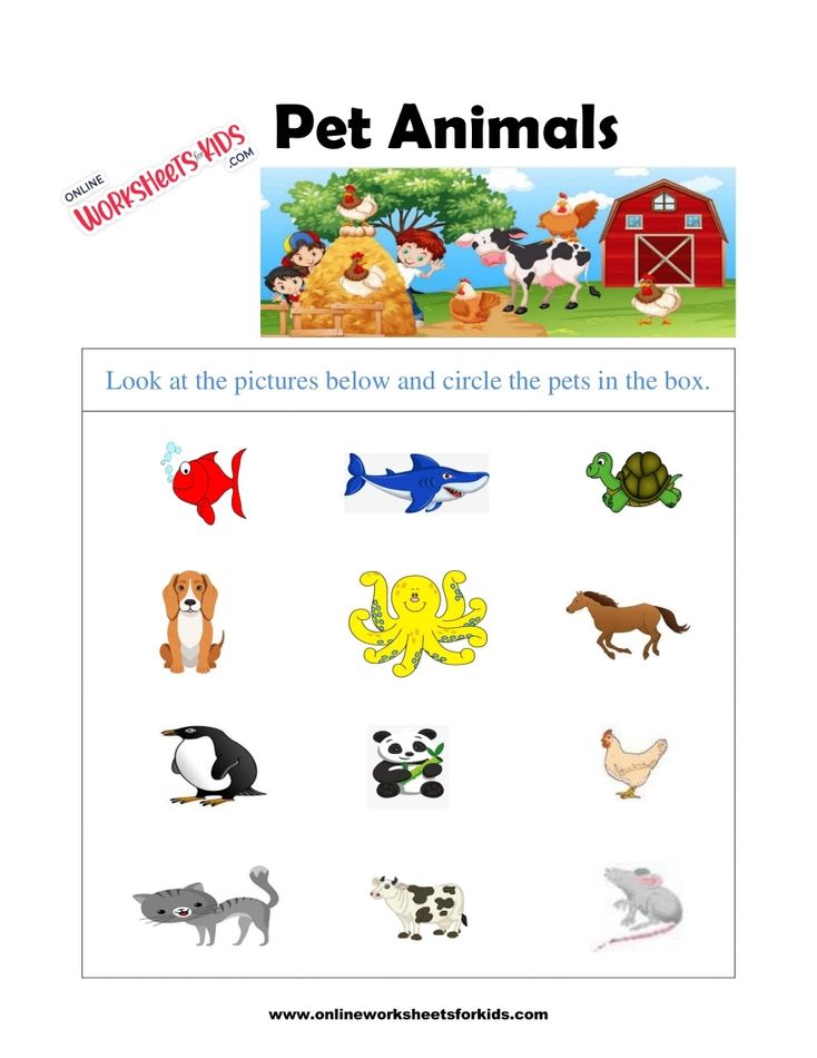 Pet animals for store kindergarten