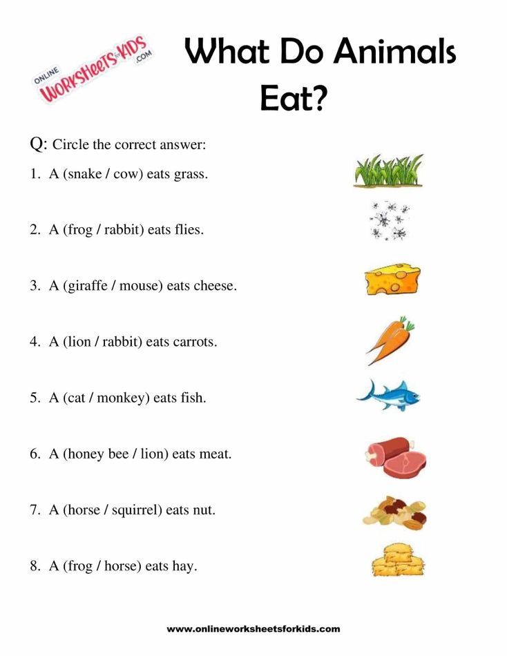 What Do Animals Eat Worksheet for Grade 1-9