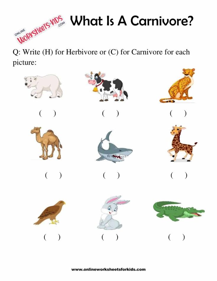 What Is A Carnivore Worksheets For 1st Grade 6