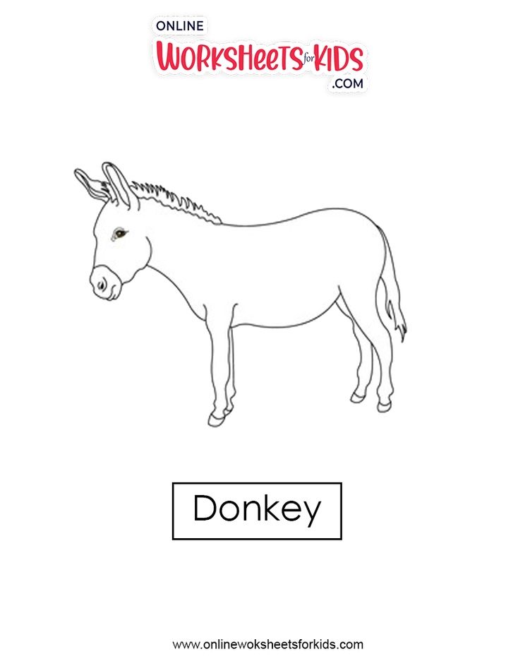 Donkey