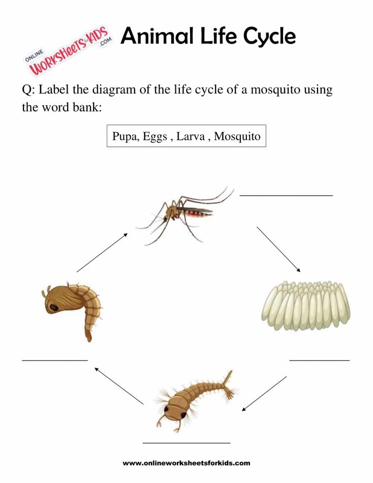 Animal Life Cycle Worksheets For 1st Grade 7