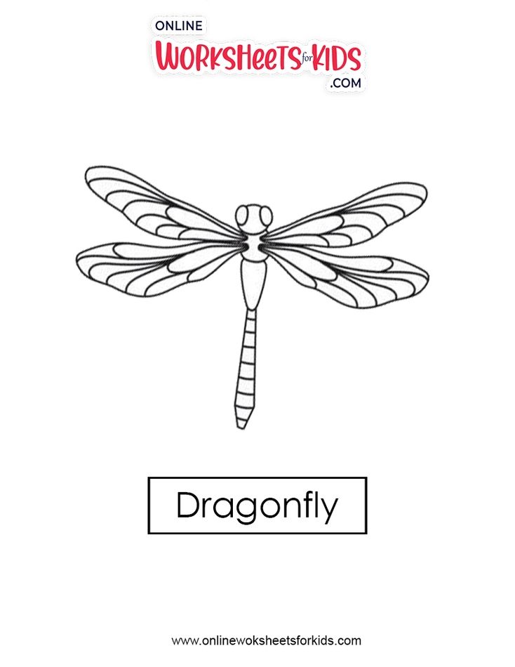 Dragon Fly