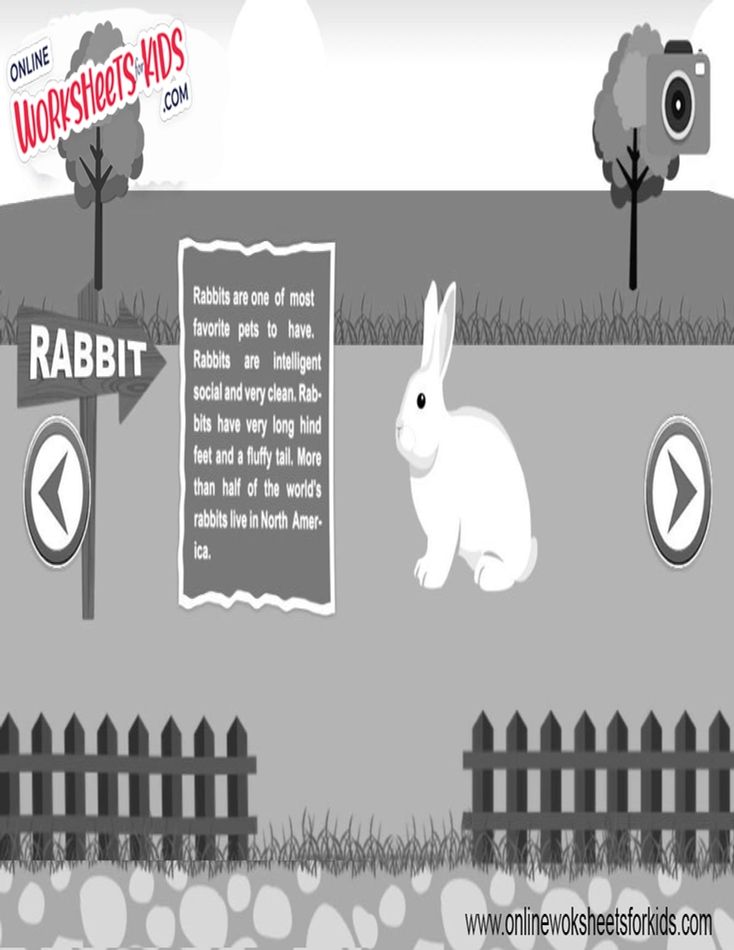 Rabbit